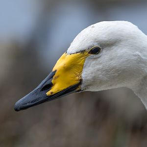 Whooper swan, wild, UK