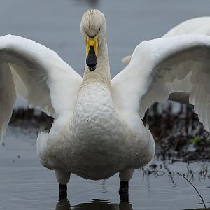 Whooper swan, wild, UK