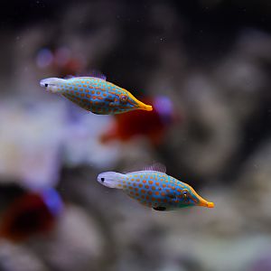 Orange Spotted Filefishes