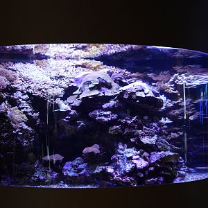 "Only in Hawaii" Tank (Last Look)