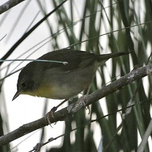 ID? - Smithsonian National Zoo