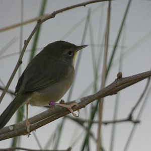 ID? - Smithsonian National Zoo