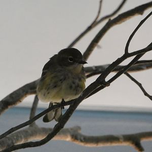 ID? - Smithsonian National Zoo