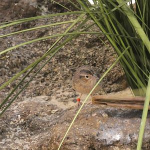 ID? - Smithsonian National Zoo