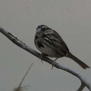 ID? - Smithsonian National Zoo