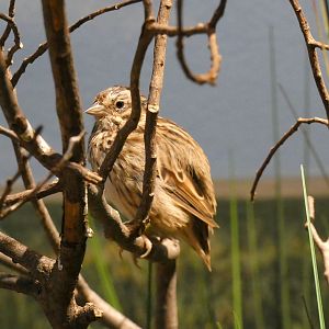 ID? - Smithsonian National Zoo