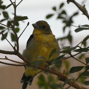 ID? - Smithsonian National Zoo