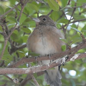 ID? - Smithsonian National Zoo