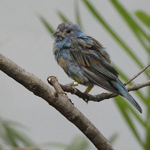 ID? - Smithsonian National Zoo