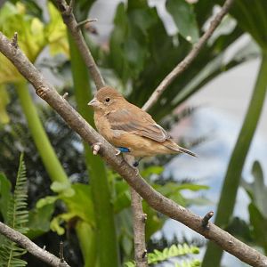 ID? - Smithsonian National Zoo