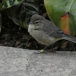 ID? - Smithsonian National Zoo
