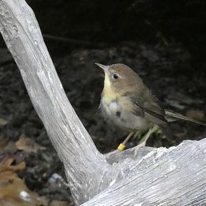 ID? - Smithsonian National Zoo