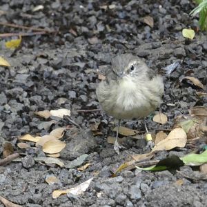ID? - Smithsonian National Zoo