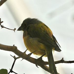 ID? - Smithsonian National Zoo