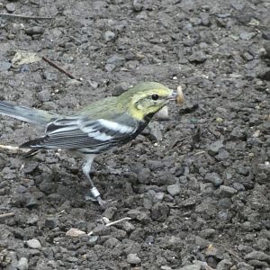 ID? - Smithsonian National Zoo