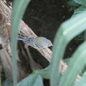 ID? - Smithsonian National Zoo