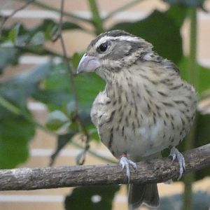 ID? - Smithsonian National Zoo