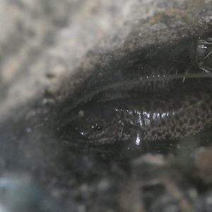 ID? - Smithsonian National Zoo