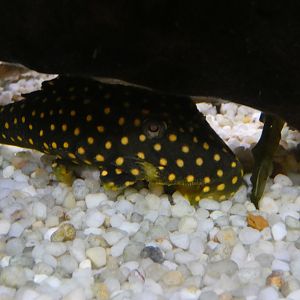 ID? - Smithsonian National Zoo