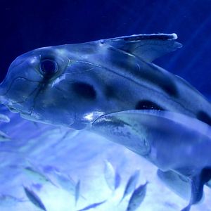 Australian Ghostshark (Callorhinchus milii)