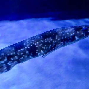 Cloudy Catshark (Scyliorhinus torazame)