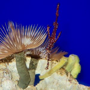 Ornate Ghost Pipefish (Solenostomus paradoxus)