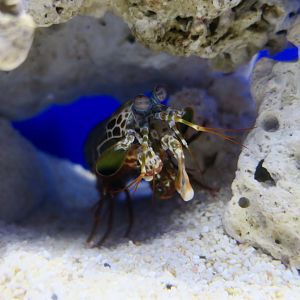 Peacock Mantis Shrimp (Odontodactylus scyllarus)