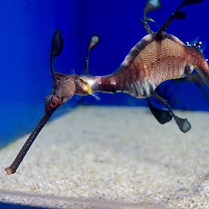 Weedy Seadragon (Phyllopteryx taeniolatus)