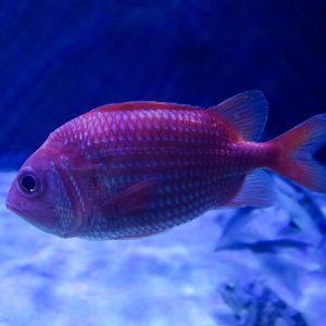 Japanese Soldierfish (Ostichthys japonicus)