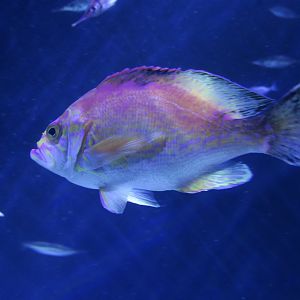 Sunrise Perch (Caprodon schlegelii)