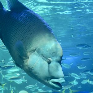 Humphead Wrasse (Cheilinus undulatus)
