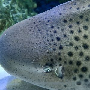 Zebra Shark (Stegostoma tigrinum)