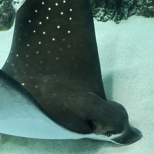 Ocellated Eagle Ray (Aetobatus ocellatus)