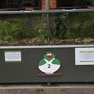 New outdoor enclosure for native stick insects