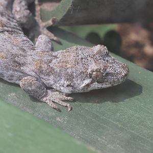 Mokopirirakau sp. (not signed)