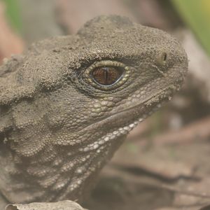 Tuatara