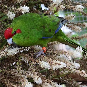 Red-crowned Kākāriki