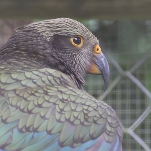 Kea juvenile female