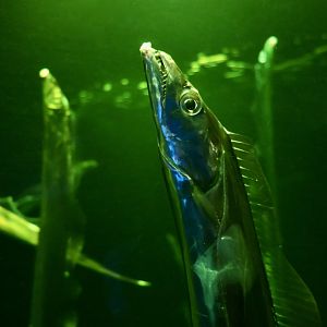 Japanese Hairtail (Trichiurus japonicus)