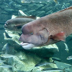 Asian Sheepshead Wrasse (Semicossyphus reticulatus) and Japanese Pilchard (Sardinops melanostictus)