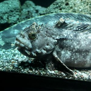 Japanese Warbonnet (Chirolophis japonicus)