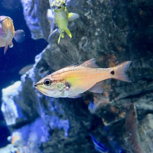 Half-Lined Cardinalfish (Ostorhinchus semilineatus)