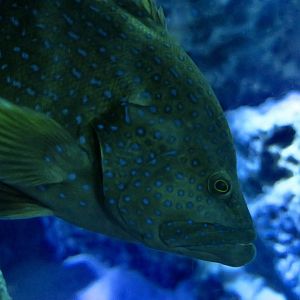 Coral Grouper (Cephalopholis miniata)