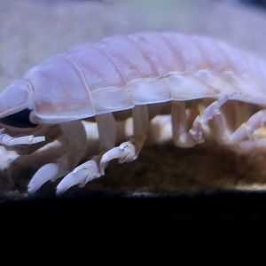 Deep-Sea Isopod (Bathynomus doederleini)