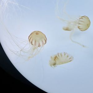 Northern Sea Nettle (Chrysaora melanaster)