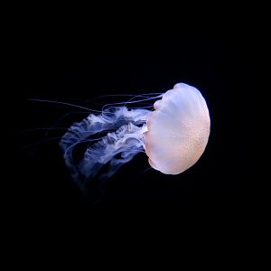 Indonesian Sea Nettle (Chrysaora chinensis)