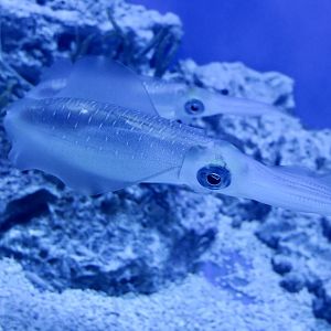 Bigfin Reef Squid (Sepioteuthis lessoniana)