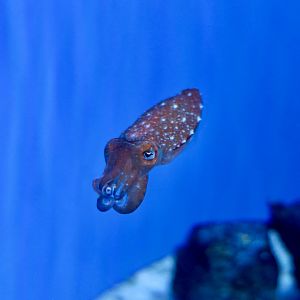 Kobi Cuttlefish (Doratosepion kobiense)