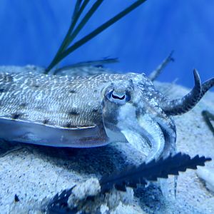 Golden Cuttlefish (Sepia esculenta)