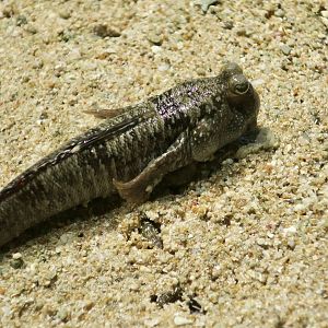 Barred Mudskipper (Periophthalmus argentilineatus)